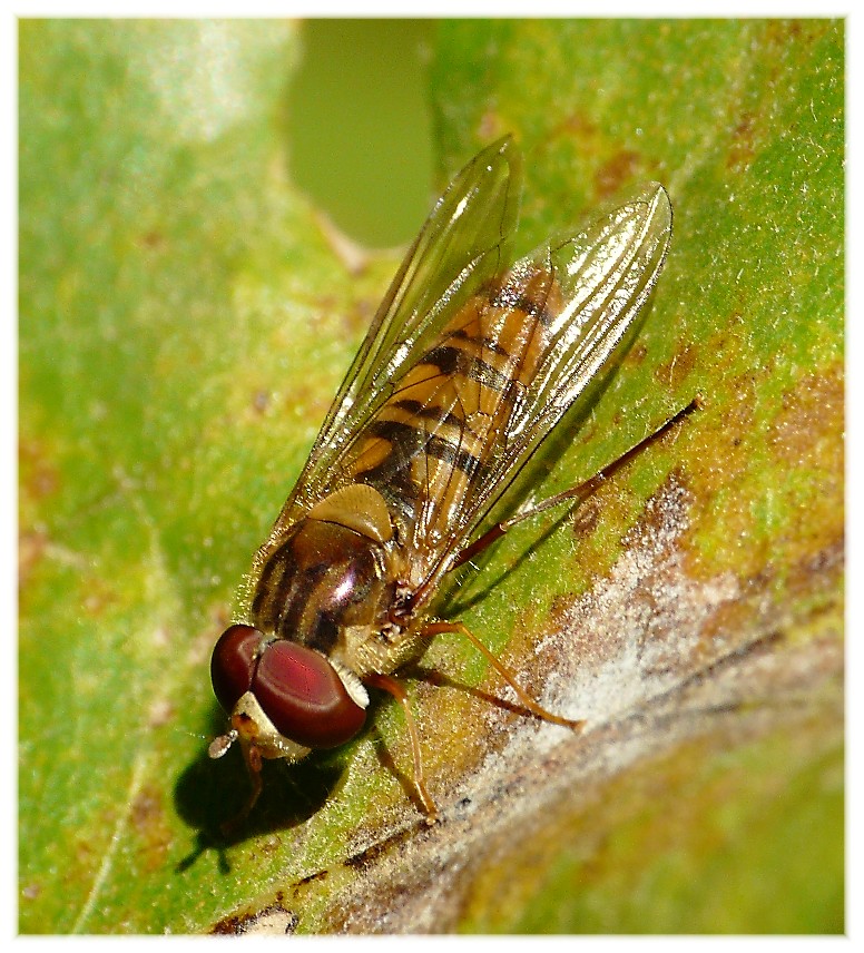 Alcuni ditteri
